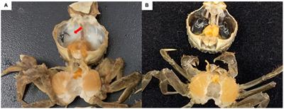 Metabolomic and metagenomic analyses of the Chinese mitten crab Eriocheir sinensis after challenge with Metschnikowia bicuspidata